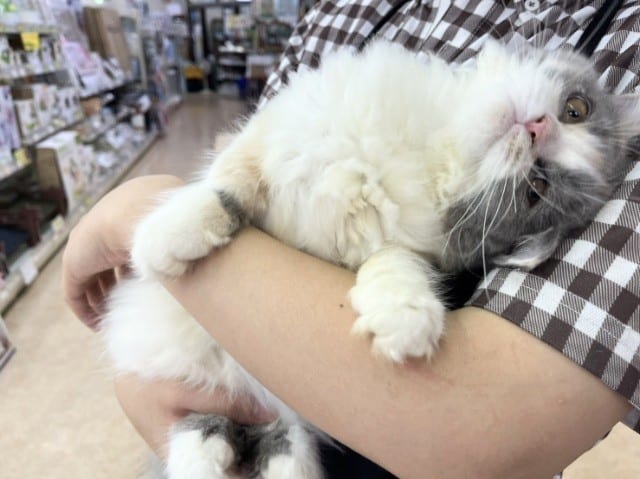 スコティッシュフォールド