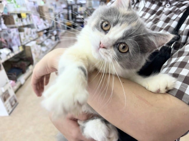 スコティッシュフォールド