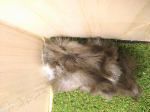 アビシニアンモルモット