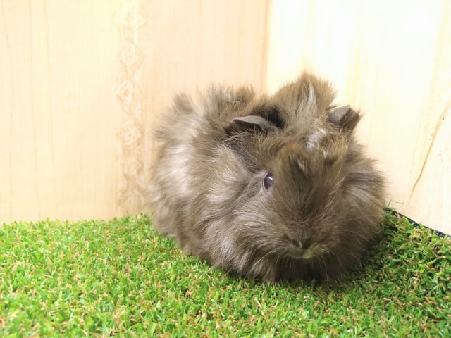 アビシニアンモルモット