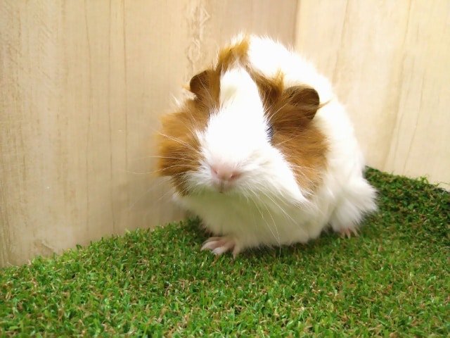 アビシニアンモルモット