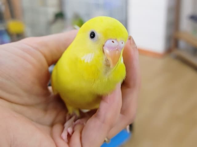 セキセイインコ