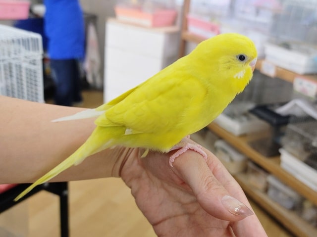 セキセイインコ