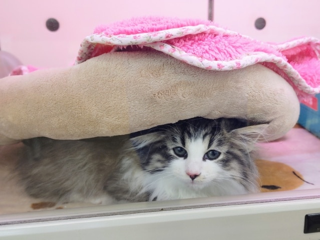 美形すぎるっ❤❤MIX猫くん(サイベリアン×チンチラ)やってきてくれました❤ ミックス猫