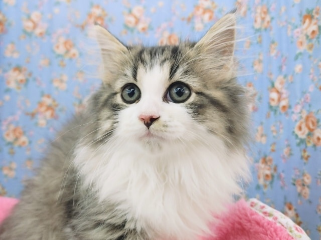 美形すぎるっ❤❤MIX猫くん(サイベリアン×チンチラ)やってきてくれました❤ ミックス猫