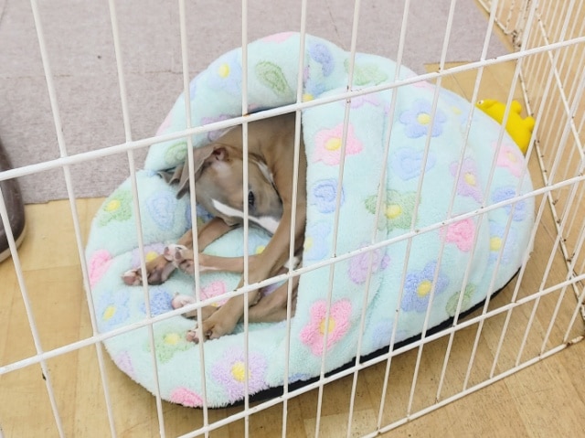 イタリアングレーハウンド