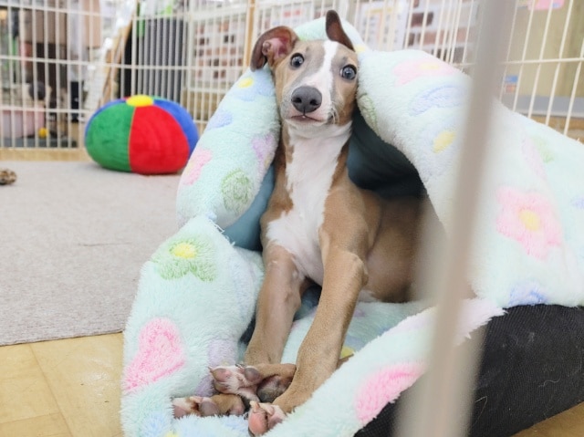 イタリアングレーハウンド