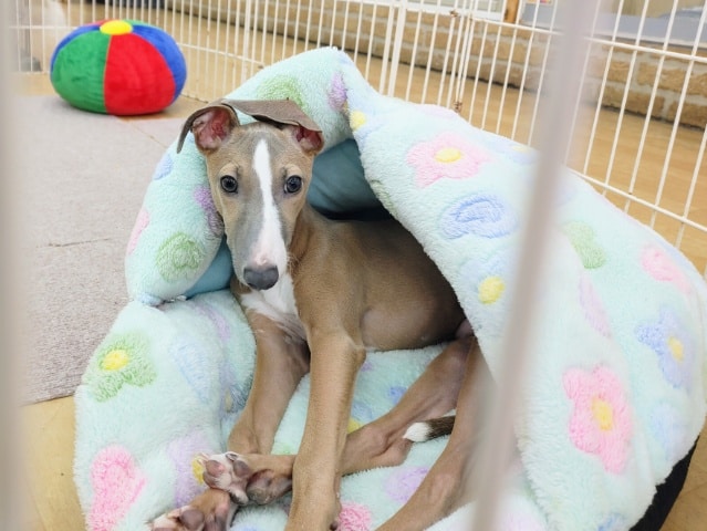 イタリアングレーハウンド