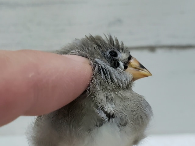 錦花鳥（キンカチョウ）