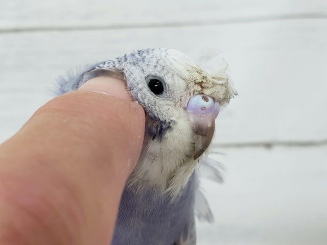 羽衣セキセイインコ