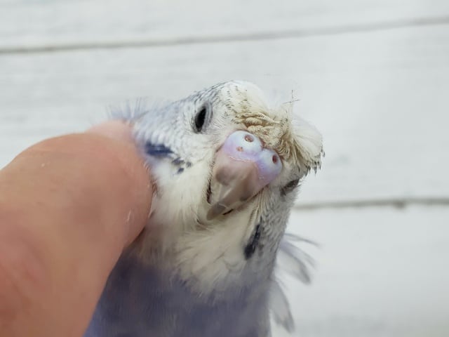 羽衣セキセイインコ