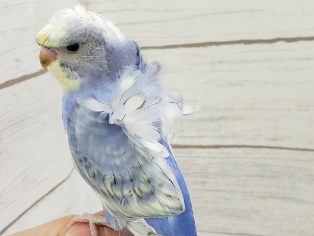羽衣セキセイインコ