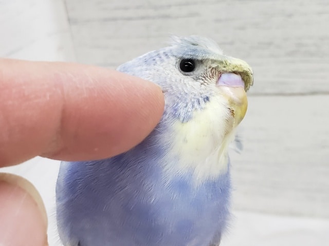 羽衣セキセイインコ