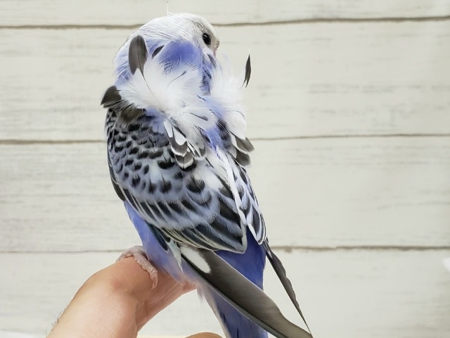 羽衣セキセイインコ