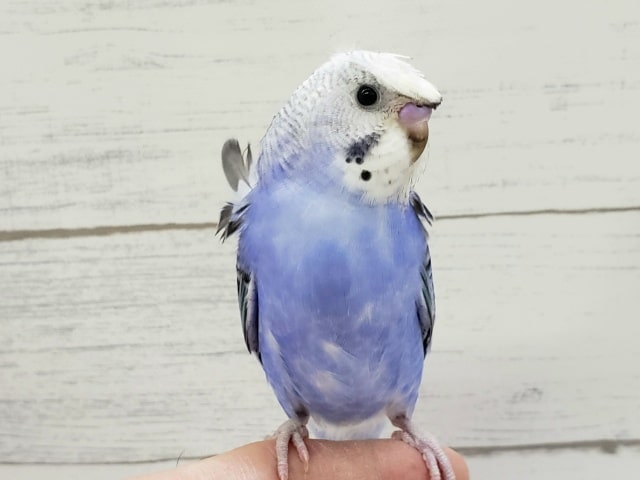 羽衣セキセイインコ