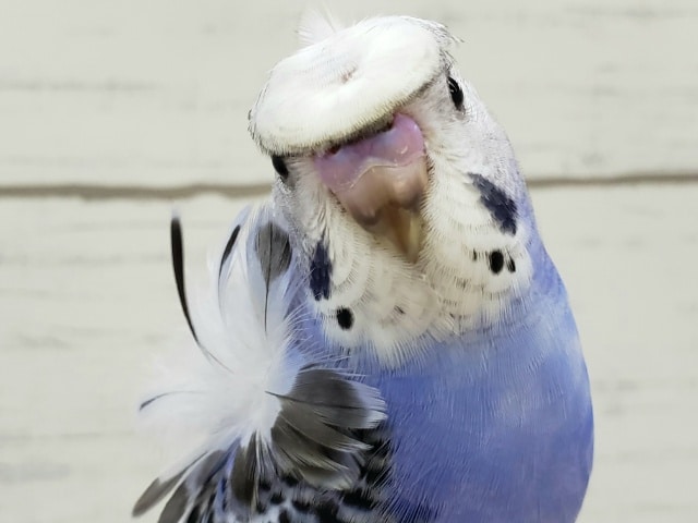 羽衣セキセイインコ