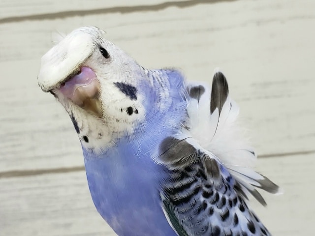 最新画像更新です。ベタなれ羽衣セキセイインコオパーリンその2 羽衣セキセイインコ