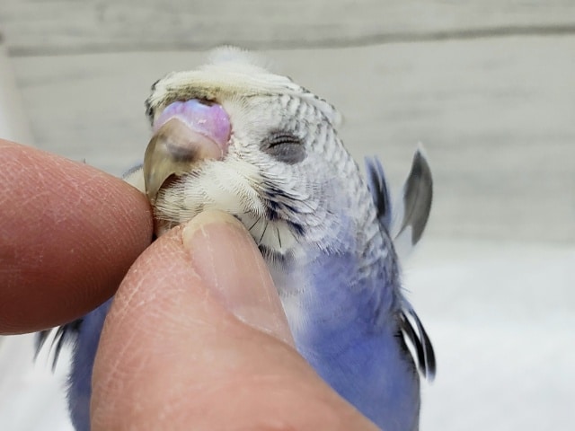 羽衣セキセイインコ