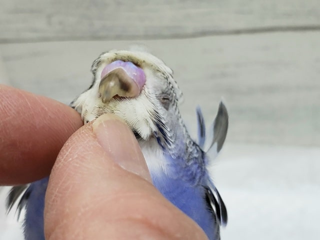 最新画像更新です。ベタなれ羽衣セキセイインコオパーリンその2 羽衣セキセイインコ
