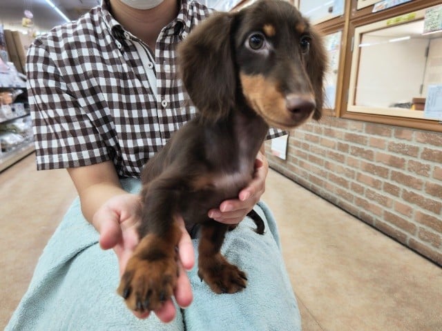 ミニチュアダックス