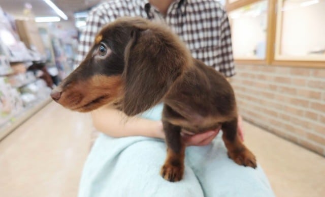 ミニチュアダックス