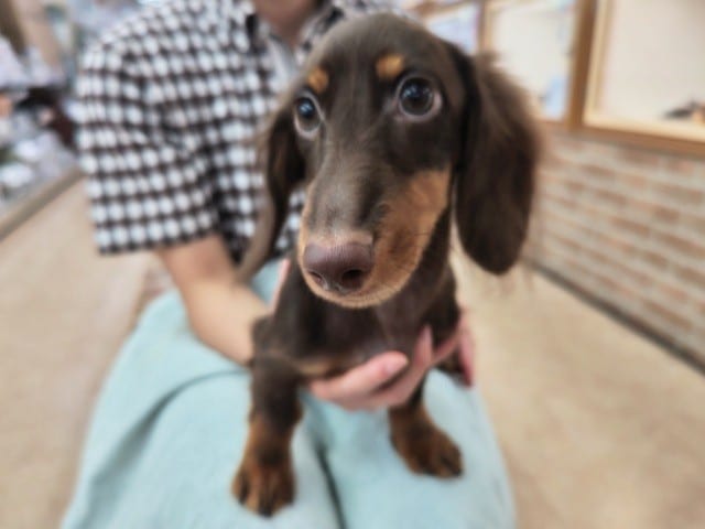 ミニチュアダックス