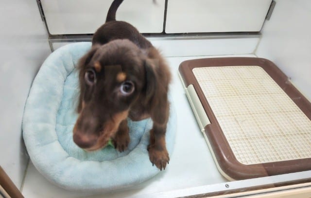 ミニチュアダックス