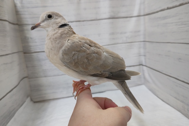 ジュズカケバト