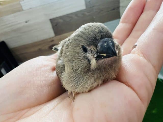 錦花鳥（キンカチョウ）