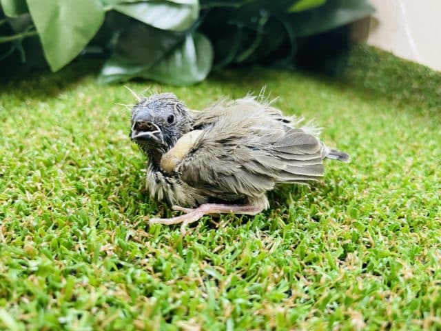 錦花鳥（キンカチョウ）