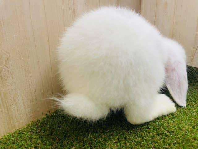 ロップイヤーラビット