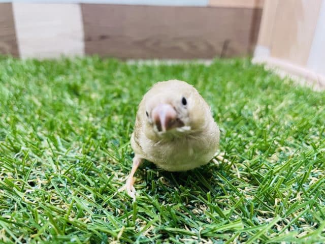 錦花鳥（キンカチョウ）