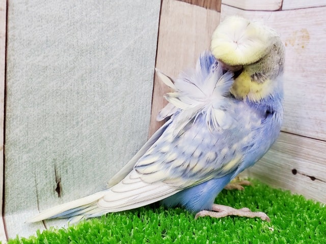 セキセイインコ