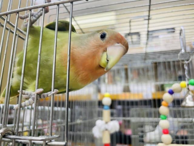コザクラインコ（小桜インコ）