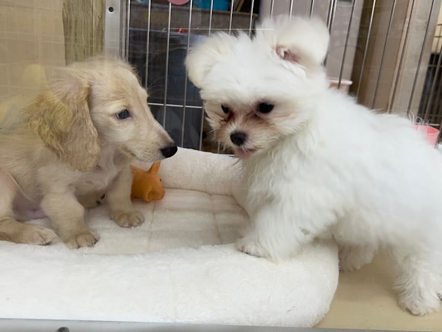 ミニチュアダックス