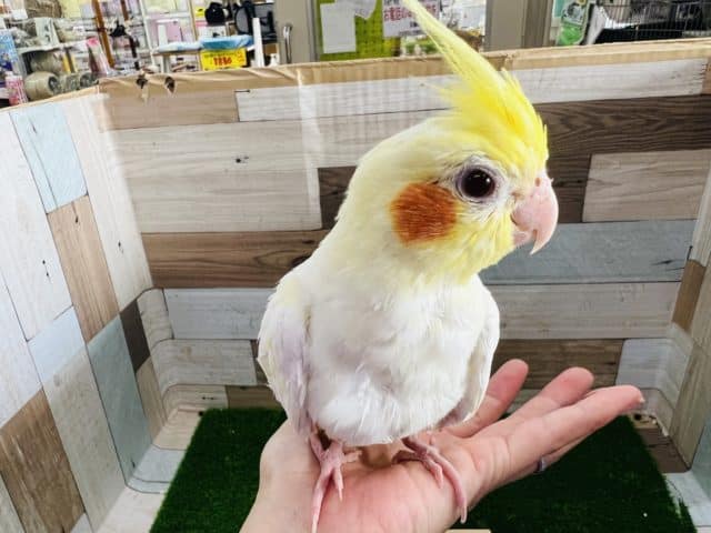 オカメインコ