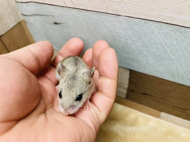 チャイニーズハムスター