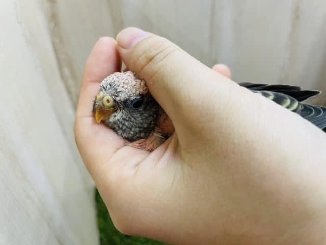 アキクサインコ（秋草インコ）
