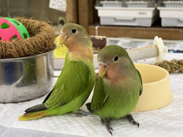 コザクラインコ（小桜インコ）