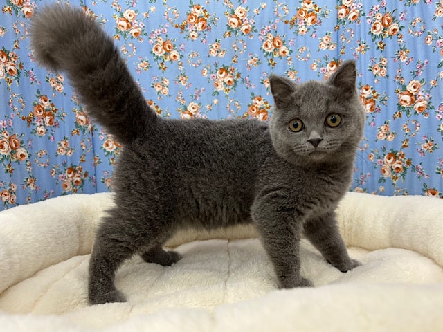 ブリティッシュショートヘア