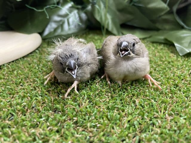 最新画像になりますよ〜!! まめちゃん 仲良くやってきました~!! キンカチョウ ノーマル 錦花鳥(キンカチョウ)