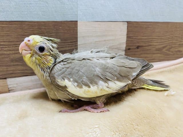 オカメインコ