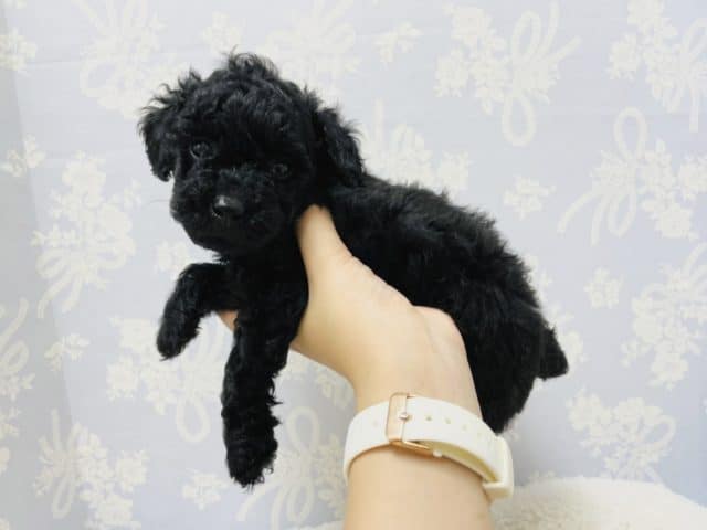 トイプードル