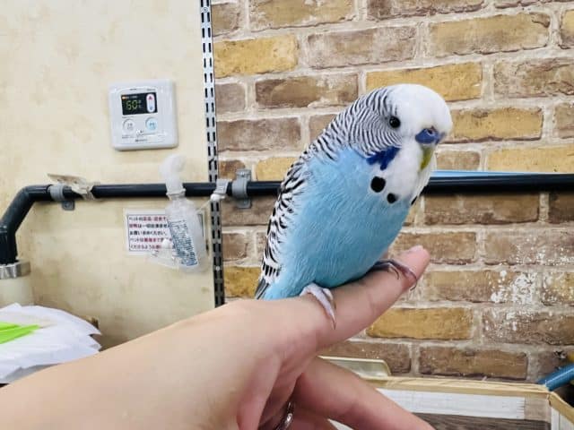 ジャンボセキセイインコ