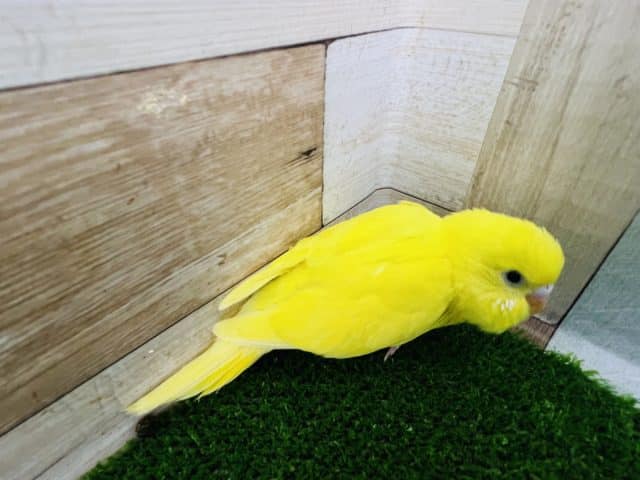 セキセイインコ