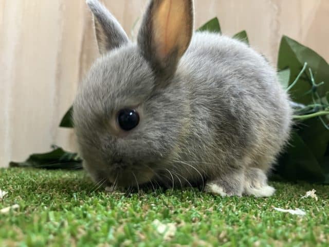 ネザーランドドワーフ