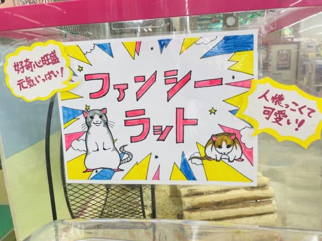 ファンシーラット