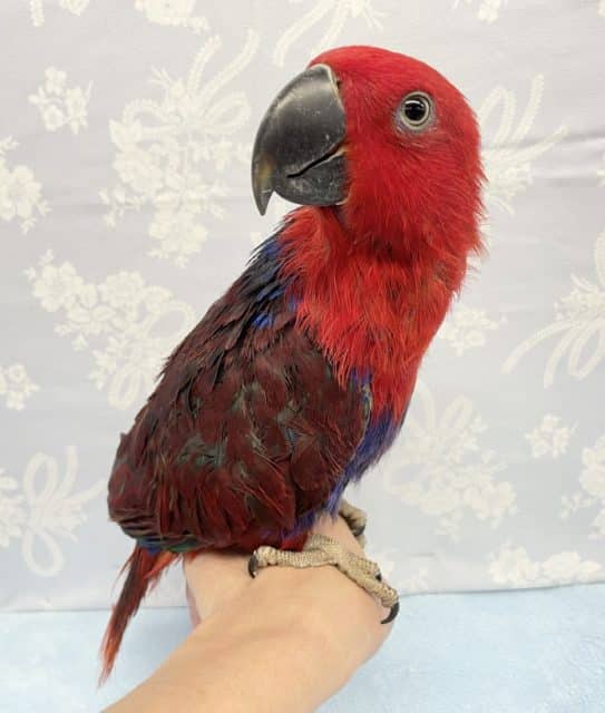 オオハナインコ