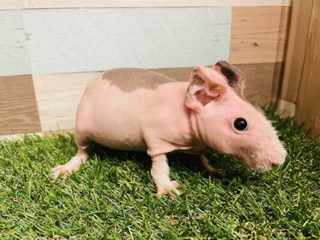 スキニーギニアピッグ