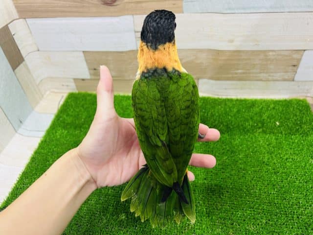 ズグロシロハラインコ